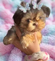 Scarlett❤️, a female Shih Tzu for sale in Denver, CO – Photo 1 of 2