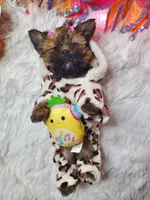 Karen Barbie, a female Cairn Terrier for sale in Denver, CO – Photo 4 of 5