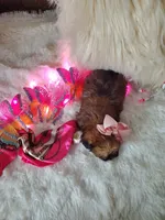 Karen Barbie, a female Cairn Terrier for sale in Denver, CO – Photo 5 of 5