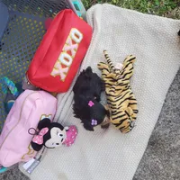 Micro Gretchen💟RESERVED , a female Yorkshire Terrier for sale in Denver, CO – Photo 2 of 7