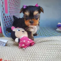 Micro Gretchen💟RESERVED , a female Yorkshire Terrier for sale in Denver, CO – Photo 5 of 7