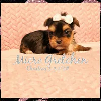 Micro Gretchen💟RESERVED , a female Yorkshire Terrier for sale in Denver, CO – Photo 7 of 7