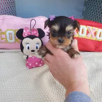 Micro Gretchen💟RESERVED , a female Yorkshire Terrier for sale in Denver, CO – Photo 1 of 7