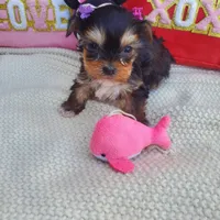 Micro Gretchen💟RESERVED , a female Yorkshire Terrier for sale in Denver, CO – Photo 3 of 7