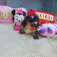 Micro Gretchen💟RESERVED , a female Yorkshire Terrier for sale in Denver, CO – Photo 4 of 7