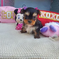 Micro Gretchen💟RESERVED , a female Yorkshire Terrier for sale in Denver, CO – Photo 6 of 7
