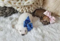 Kirsten, a female Morkie for sale in Denver, CO – Photo 2 of 4