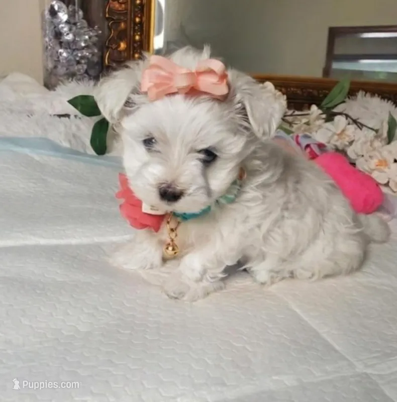 Savannah , a female Shih Tzu and Poodle - Toy  for sale in Denver, CO – Photo 1 of 4