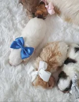 Kirsten, a female Morkie for sale in Denver, CO – Photo 4 of 4