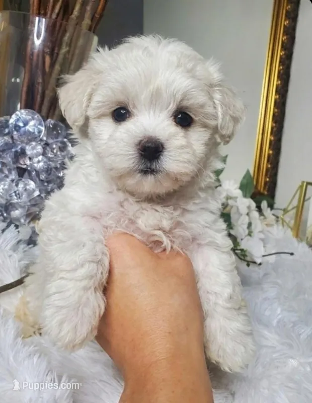 Milo, a male Shihpoo for sale in Denver, CO – Photo 1 of 1