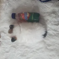 Baby Juan, a male Pomeranian for sale in Denver, CO – Photo 5 of 7