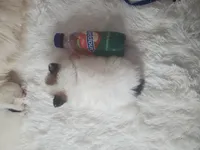 Baby Juan, a male Pomeranian for sale in Denver, CO – Photo 5 of 7