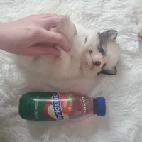 Baby Juan, a male Pomeranian for sale in Denver, CO – Photo 1 of 7