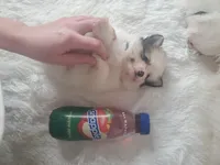 Baby Juan, a male Pomeranian for sale in Denver, CO – Photo 1 of 7