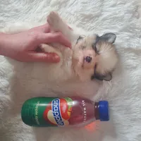 Baby Juan, a male Pomeranian for sale in Denver, CO – Photo 2 of 7