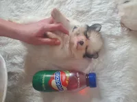 Baby Juan, a male Pomeranian for sale in Denver, CO – Photo 2 of 7