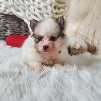 Baby Juan, a male Pomeranian for sale in Denver, CO – Photo 3 of 7