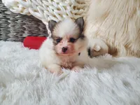 Baby Juan, a male Pomeranian for sale in Denver, CO – Photo 3 of 7