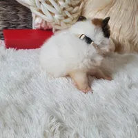 Baby Juan, a male Pomeranian for sale in Denver, CO – Photo 6 of 7