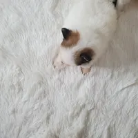 Baby Juan, a male Pomeranian for sale in Denver, CO – Photo 7 of 7