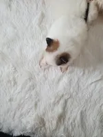 Baby Juan, a male Pomeranian for sale in Denver, CO – Photo 7 of 7