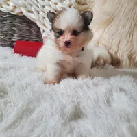 Baby Juan, a male Pomeranian for sale in Denver, CO – Photo 4 of 7