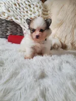 Baby Juan, a male Pomeranian for sale in Denver, CO – Photo 4 of 7