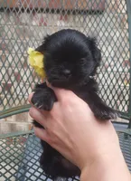 Mini Pepper, a female Shih Tzu for sale in Denver, CO – Photo 2 of 2