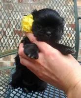 Mini Pepper, a female Shih Tzu for sale in Denver, CO – Photo 1 of 2