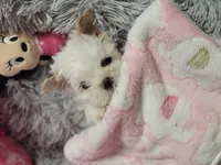 Piper🎀, a female Shih Tzu for sale in Denver, CO – Photo 5 of 10