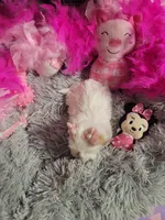 Piper🎀, a female Shih Tzu for sale in Denver, CO – Photo 4 of 10