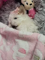 Piper🎀, a female Shih Tzu for sale in Denver, CO – Photo 3 of 10