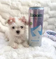 Piper🎀, a female Shih Tzu for sale in Denver, CO – Photo 9 of 10