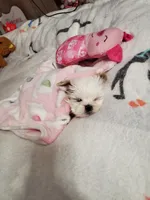 Piper🎀, a female Shih Tzu for sale in Denver, CO – Photo 8 of 10