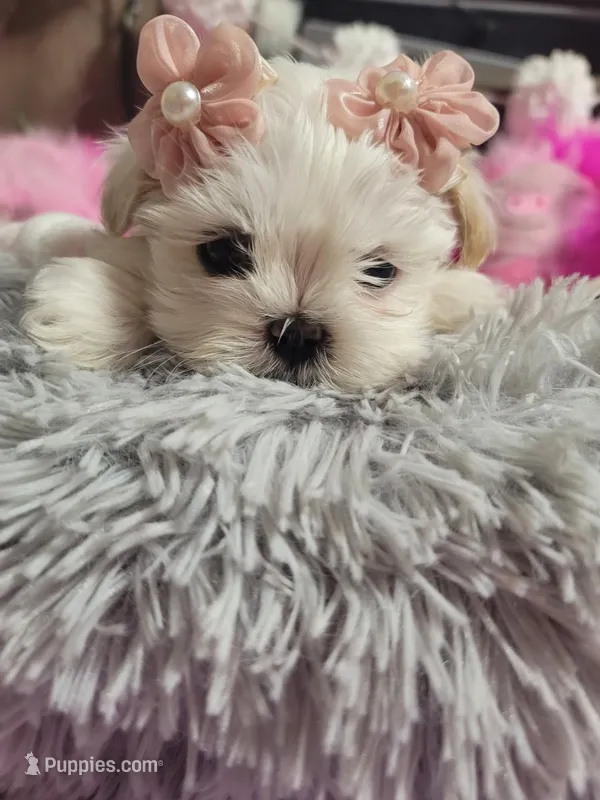 Piper🎀 – Shih Tzu puppy for sale in Denver, CO