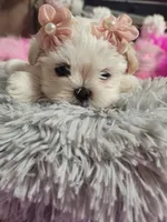 Piper🎀, a female Shih Tzu for sale in Denver, CO – Photo 1 of 10