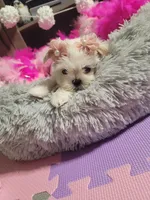 Piper🎀, a female Shih Tzu for sale in Denver, CO – Photo 2 of 10