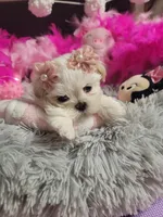 Piper🎀, a female Shih Tzu for sale in Denver, CO – Photo 6 of 10