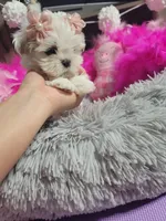 Piper🎀, a female Shih Tzu for sale in Denver, CO – Photo 10 of 10