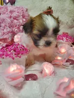 Teacup Ginger❤️Reserved❤️, a female Shih Tzu for sale in Denver, CO – Photo 3 of 4