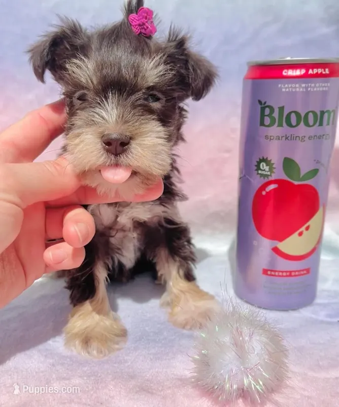 Mini Layla – Miniature Schnauzer puppy for sale in Denver, CO