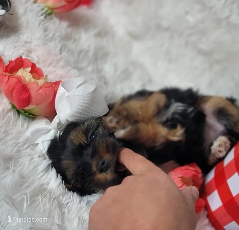 Missy 💖, a female Yorkshire Terrier for sale in Denver, CO – Photo 1 of 3