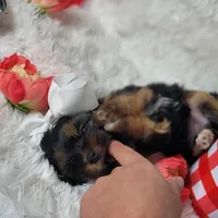 Missy 💖, a female Yorkshire Terrier for sale in Denver, CO – Photo 2 of 3