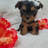 Missy 💖, a female Yorkshire Terrier for sale in Denver, CO – Photo 1 of 3