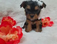 Missy 💖, a female Yorkshire Terrier for sale in Denver, CO – Photo 2 of 3
