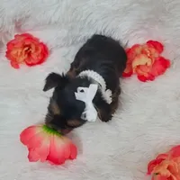 Missy 💖, a female Yorkshire Terrier for sale in Denver, CO – Photo 3 of 3