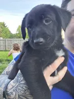 Dagger, a male Belgian Malinois and Golden Retriever for sale in Buffalo, NY – 2 of 6
