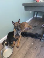 Dagger, a male Belgian Malinois and Golden Retriever for sale in Buffalo, NY – 5 of 6