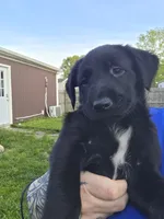 Dagger, a male Belgian Malinois and Golden Retriever for sale in Buffalo, NY – 3 of 6