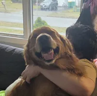 Dagger, a male Belgian Malinois and Golden Retriever for sale in Buffalo, NY – 6 of 6